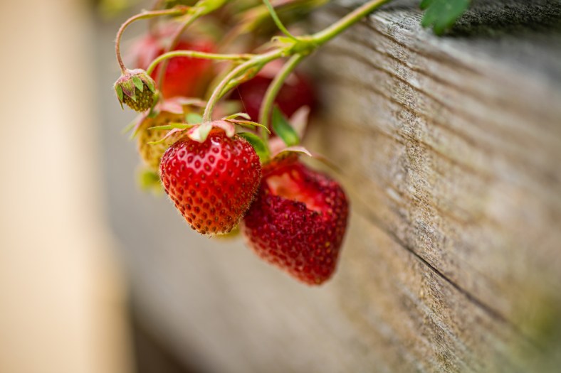 A bright red bunch of ripe strawberries overhangs a natural weathered wood planter box.