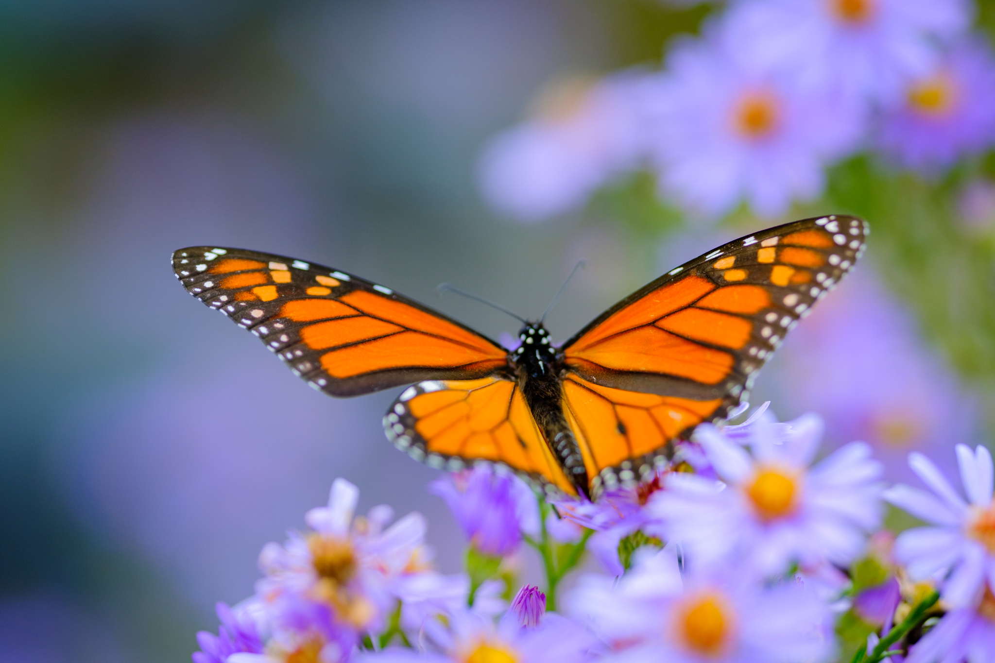 A bright orange and black monarch butterfly sits on purp