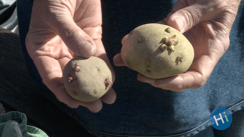 The photograph depicts two hands in the sunlight holding two small seed potatoes with eyes on them.