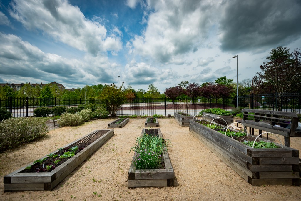 Long shot of raised beds under blue skies and white fluffy clouds.