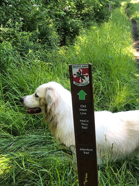 The writer's dog stands in thick grass near a trail marker in Pataspco Valley State Park.