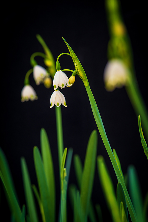 Close up of lily of the valley flowers, white bells, green stems and a dark background.
