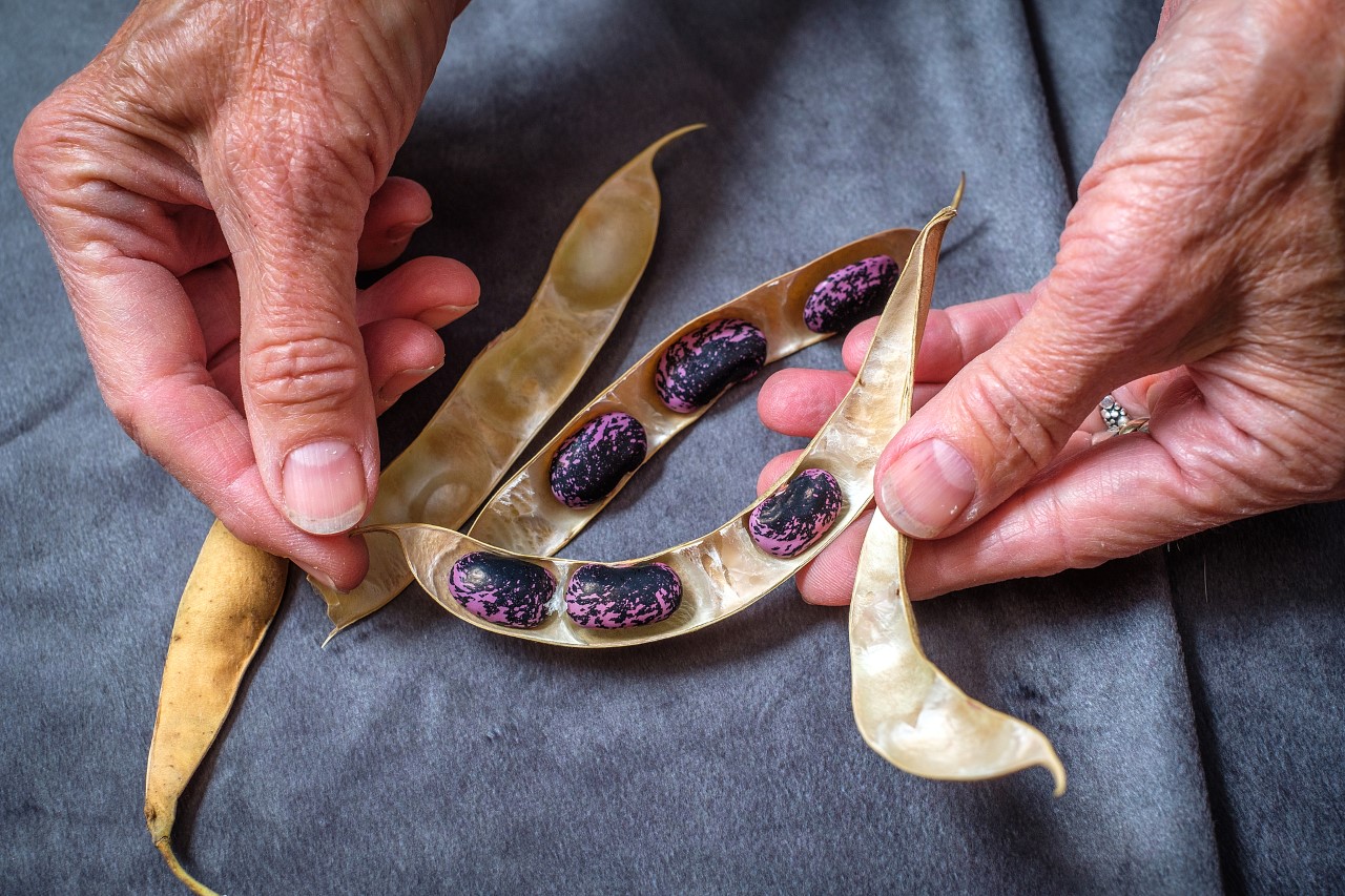 Photo shows a woman's hands displaying an opened dried pod full of seeds.