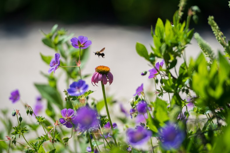 Photo of a bee hovering above purple flowers.