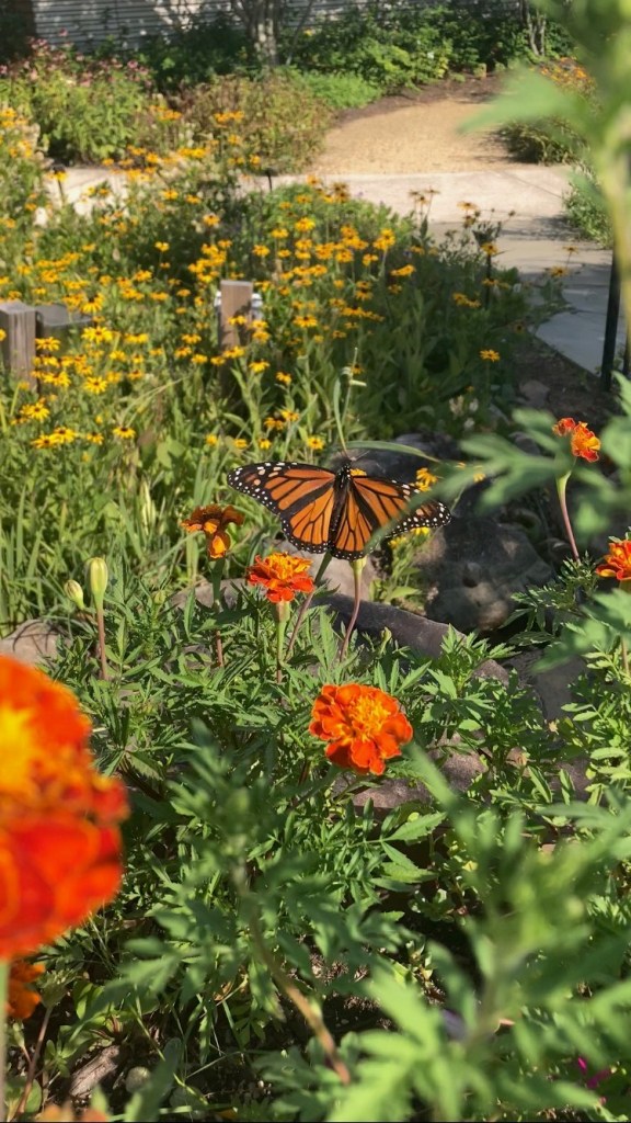 A monarch butterfly in the Miller Branch Enchanted Garden, with marigolds in the foreground and black-eyed Susans in the background.