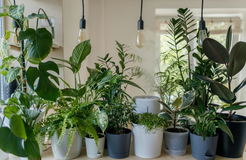 The photograph shows an array of green houseplants in white, gray, and black pots, underneath three suspended light fixtures with Edison bulbs. They are placed on a wooden table in a white room and there is a window with light coming through in the background.