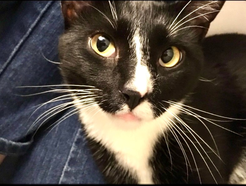 The photograph depicts a black and white, short-haired cat with a white streak on its nose and yellow eyes, looking at the camera from the lap of someone wearing blue jeans.
