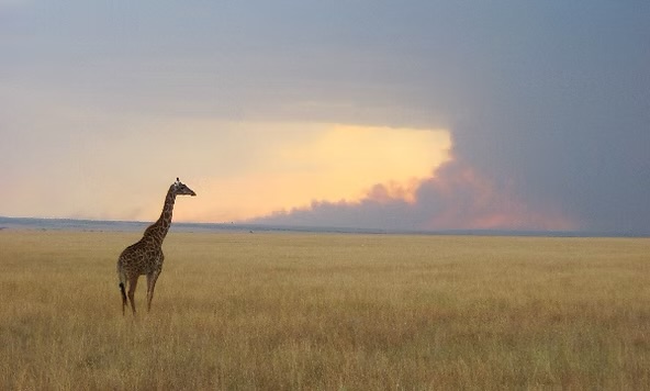 A solitary giraffe stands on the golden savanna with a massive, purplish rainstorm in the distance.