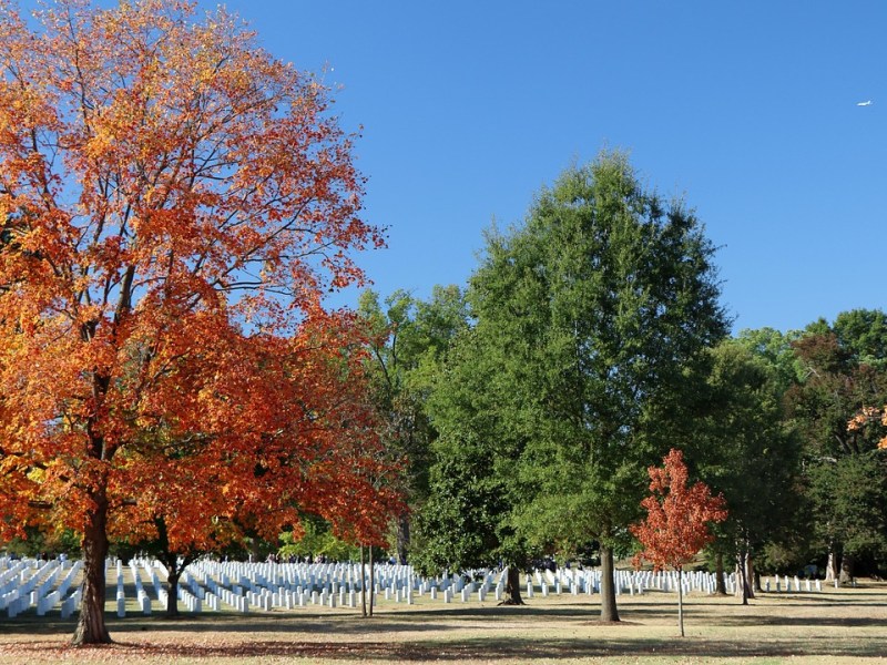 Veterans Day at the&nbsp;Library
